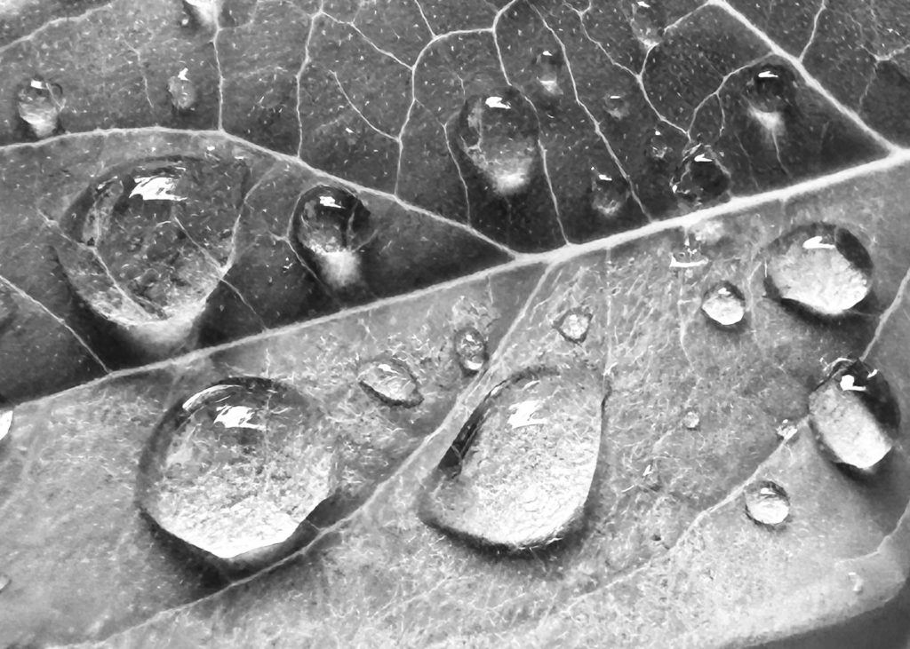 Monochrome rain drops on a leaf