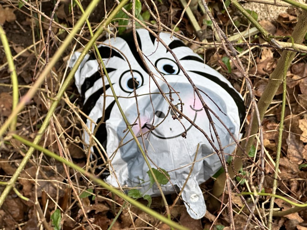 We have an escaped zebra in the garden!​