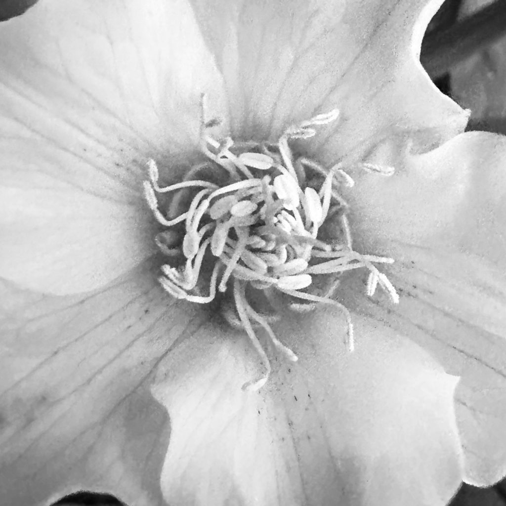 Close-up of a flower