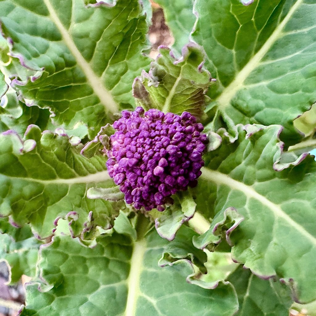Purple broccoli 