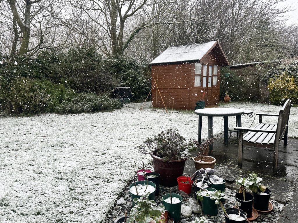 The Shed in the snow