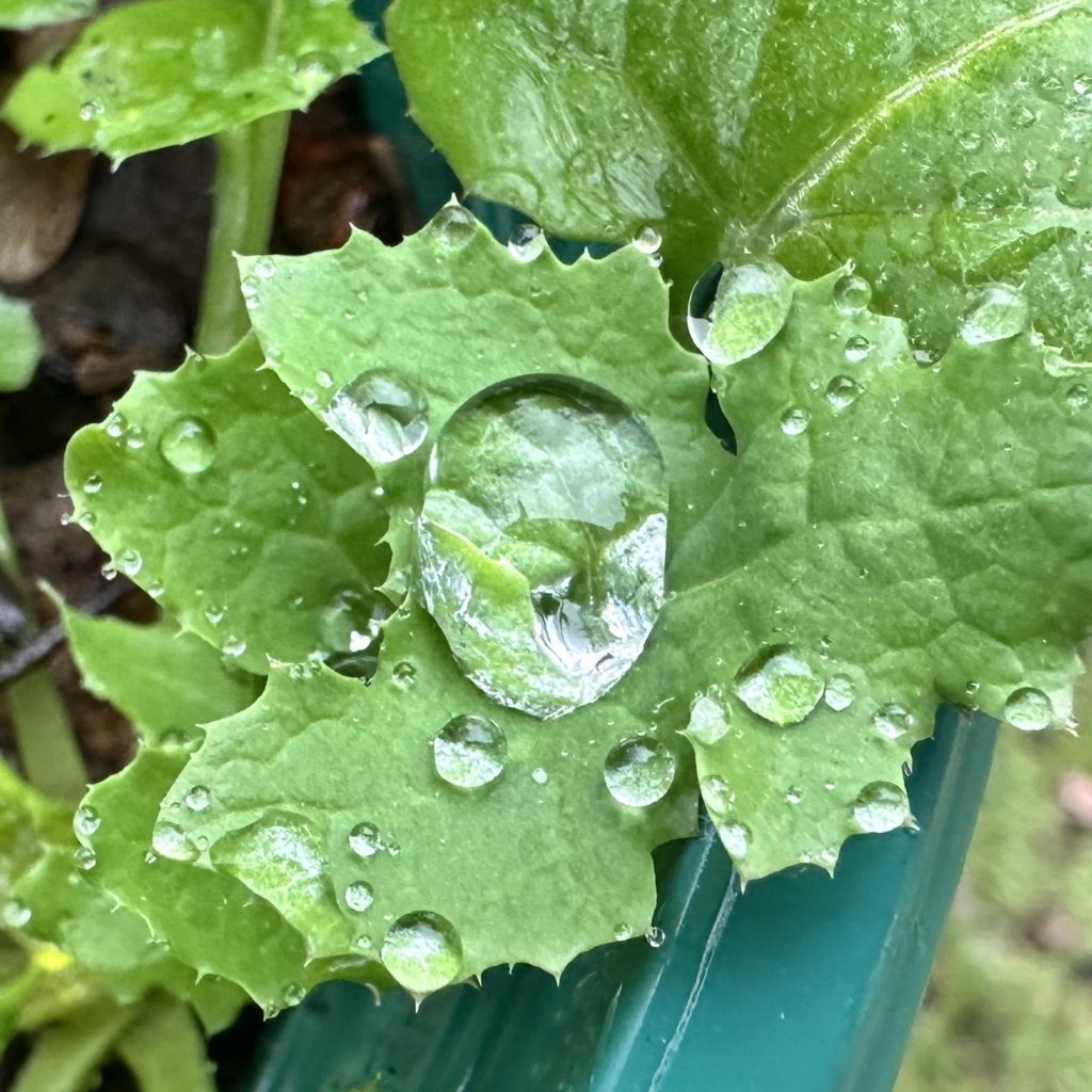 Rain on leaves