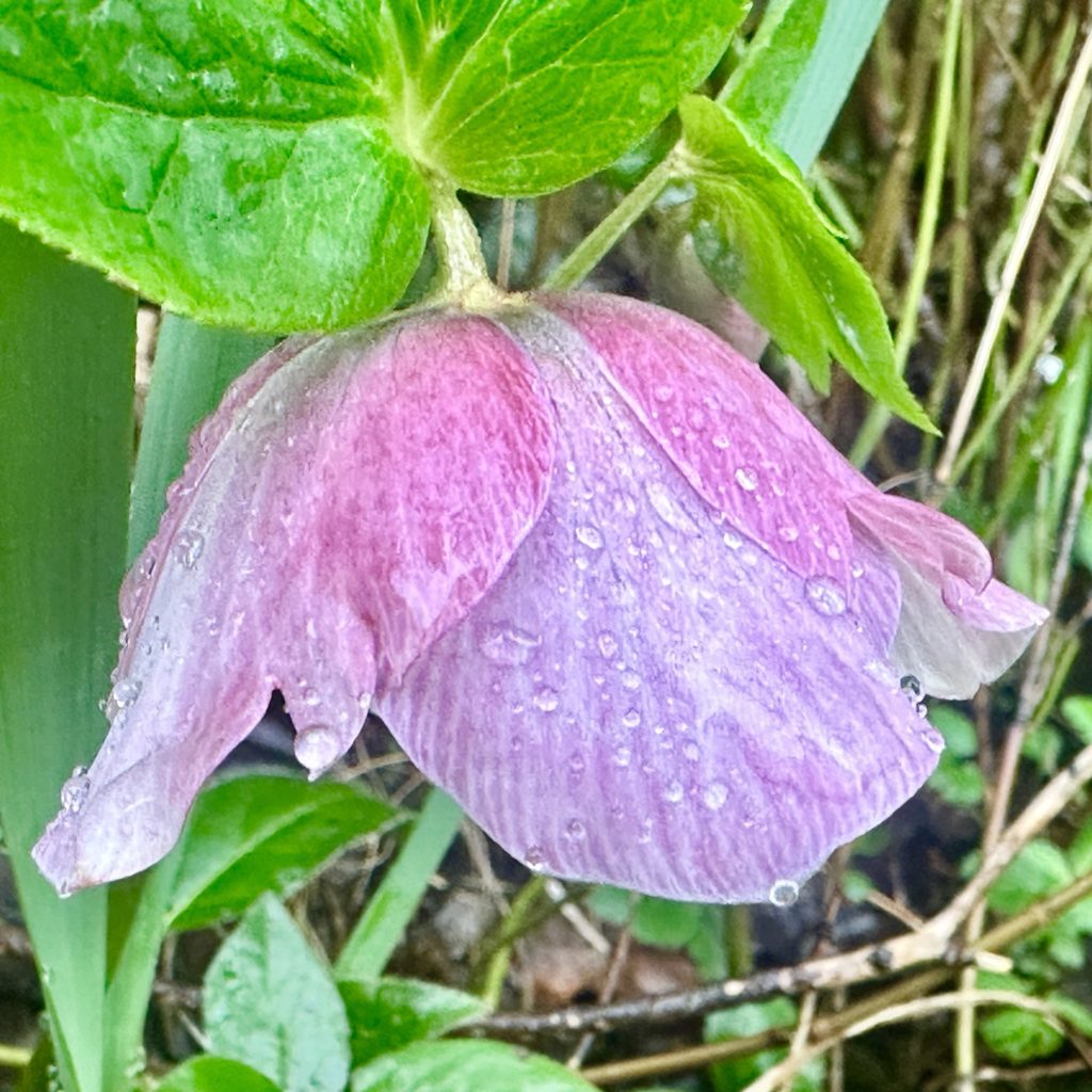 Pink flower with rain drops