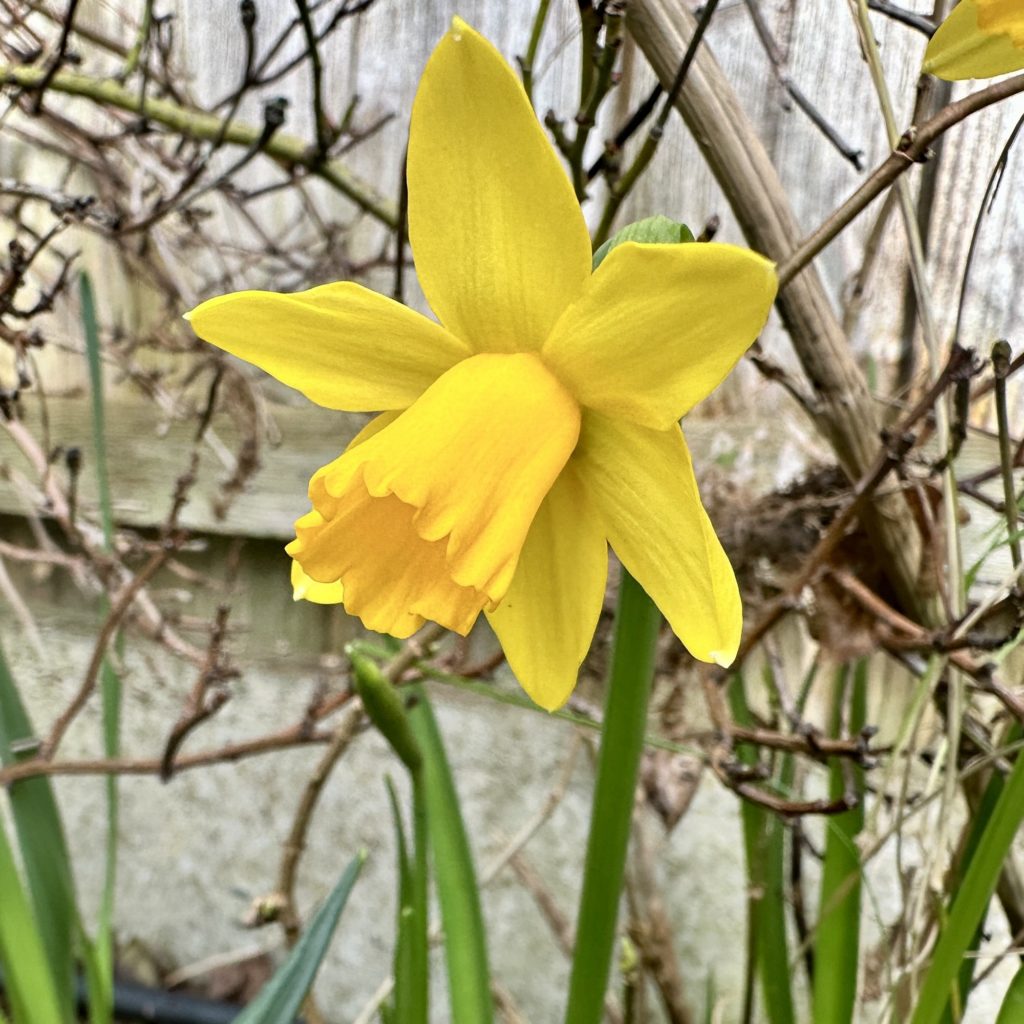 Daffodil