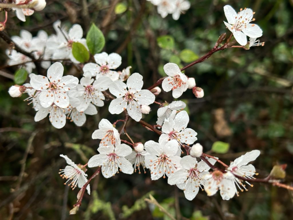 Blossom in the Rain​