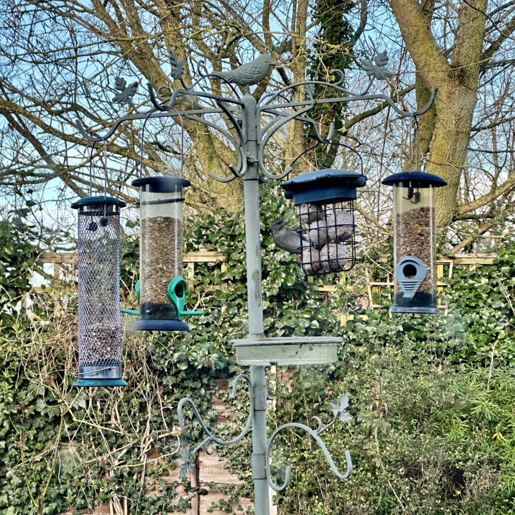 One bird at the feeding station