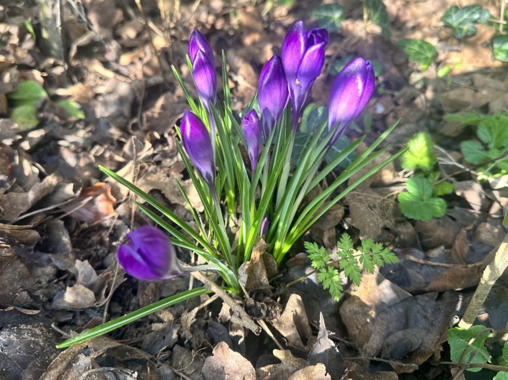 Purple Crocuses