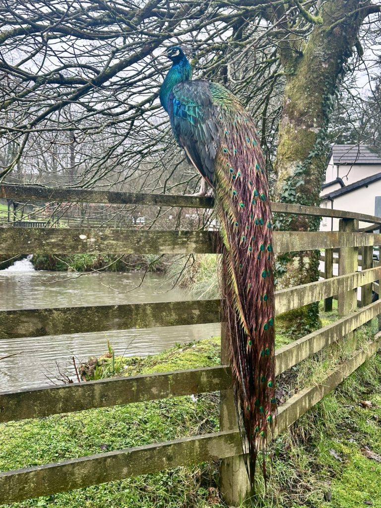 A Peacock in the rain​