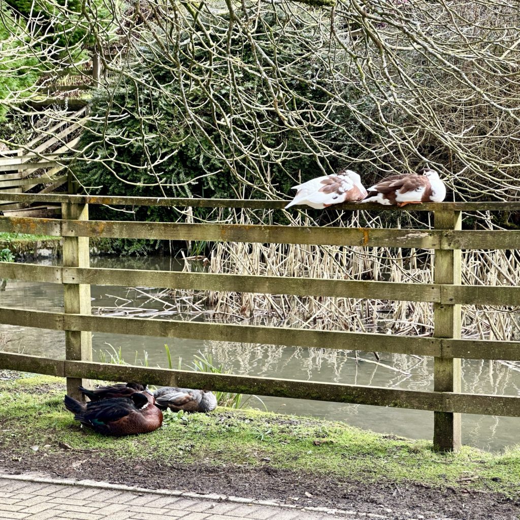 Sleeping ducks​