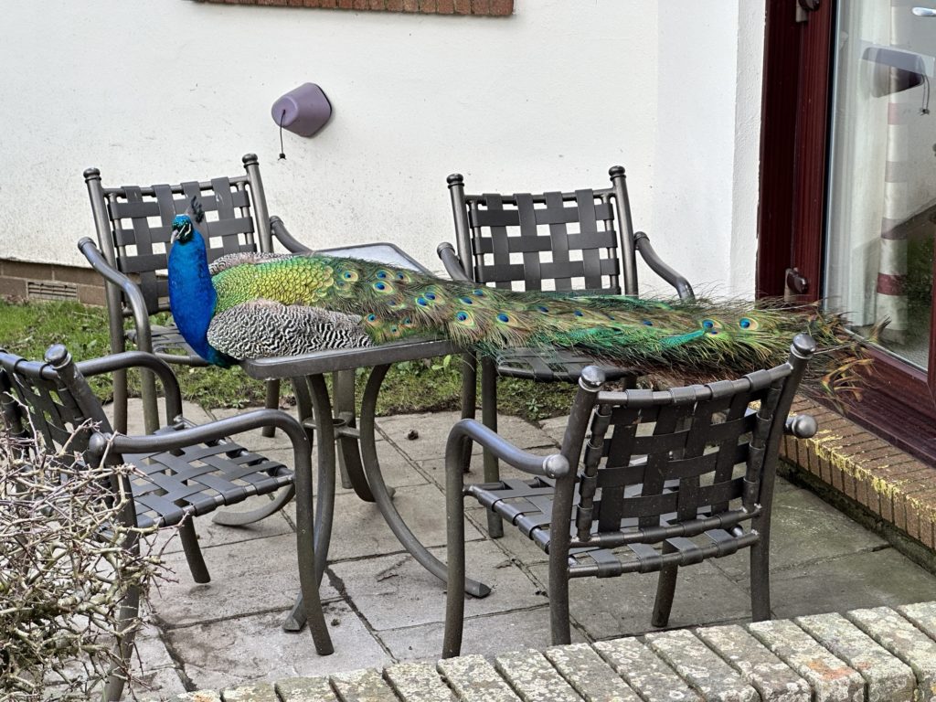 Peacock on a table