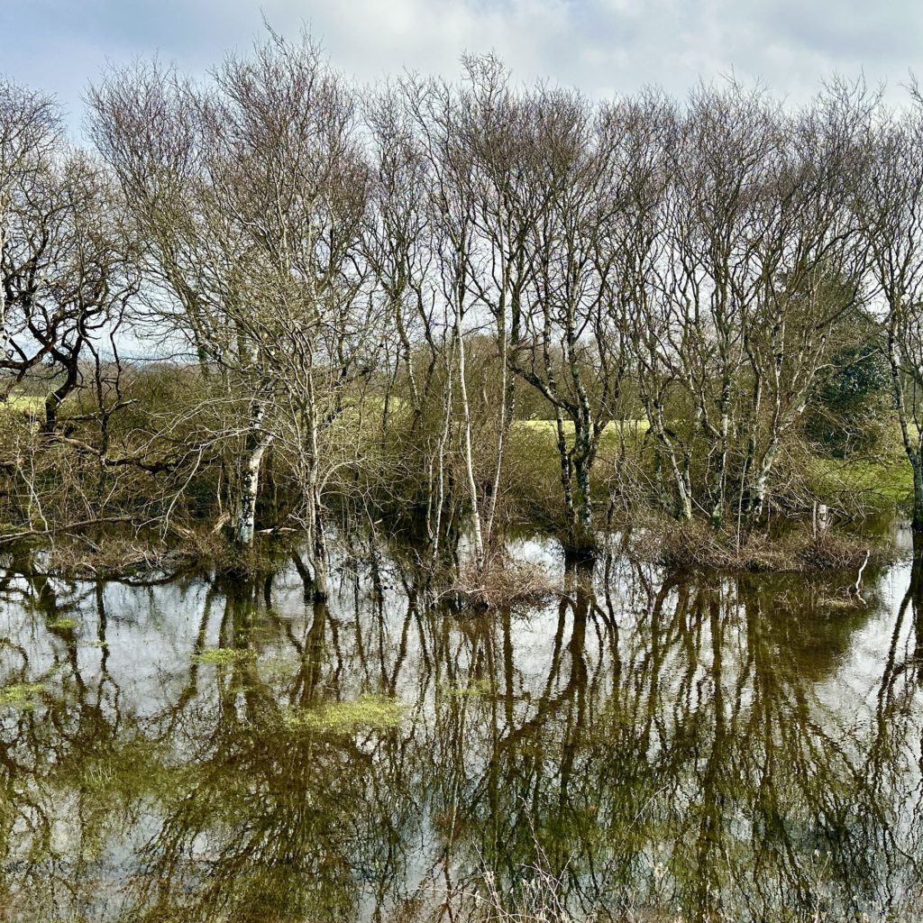 Braunton Burrows