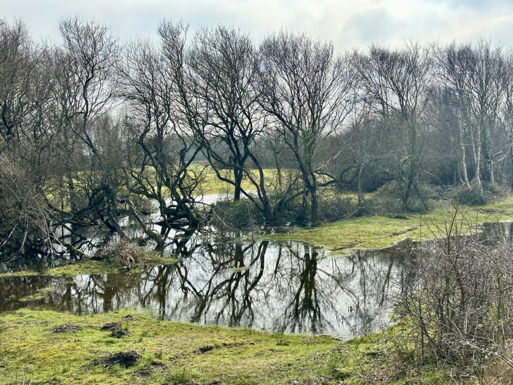 Braunton Burrows