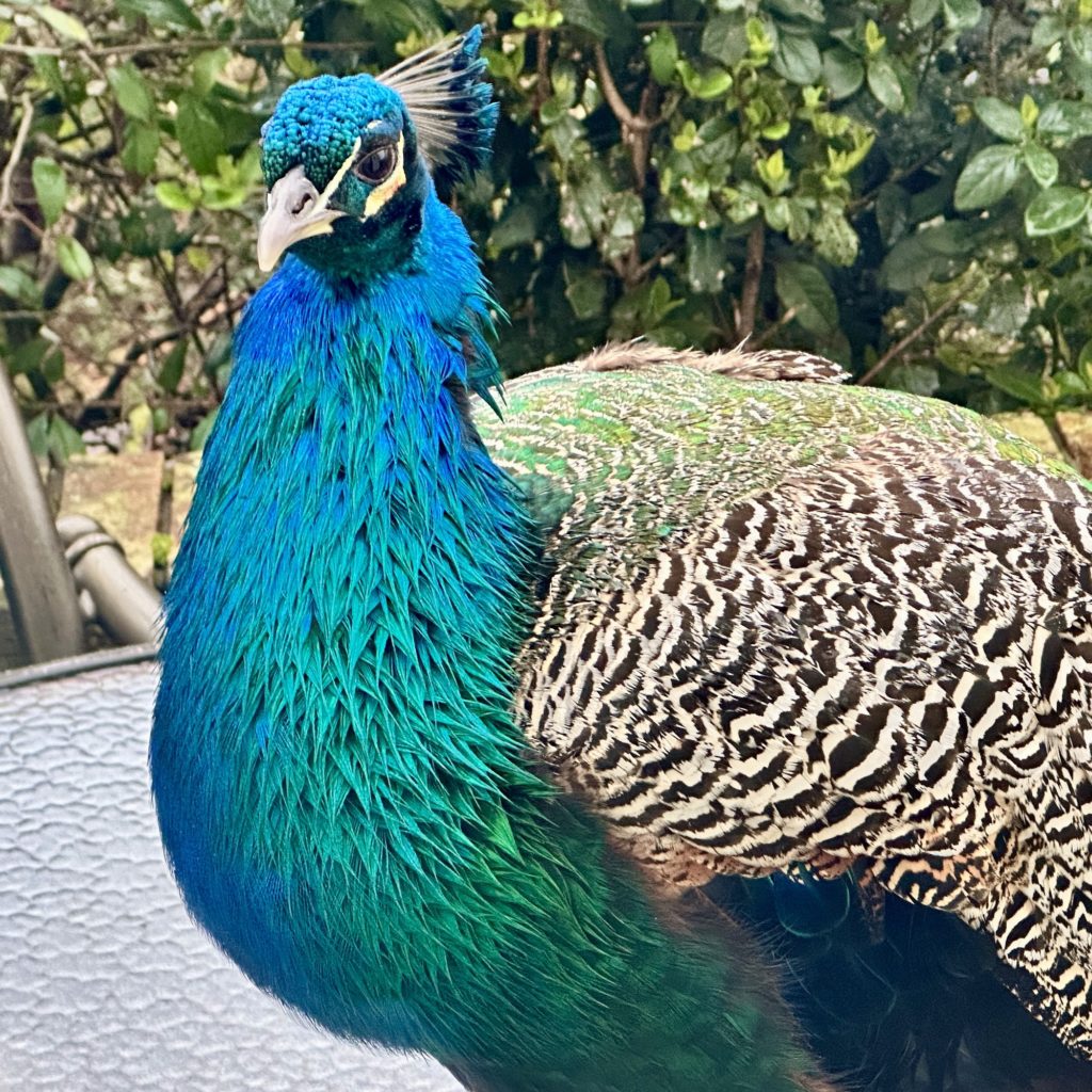 Peacock