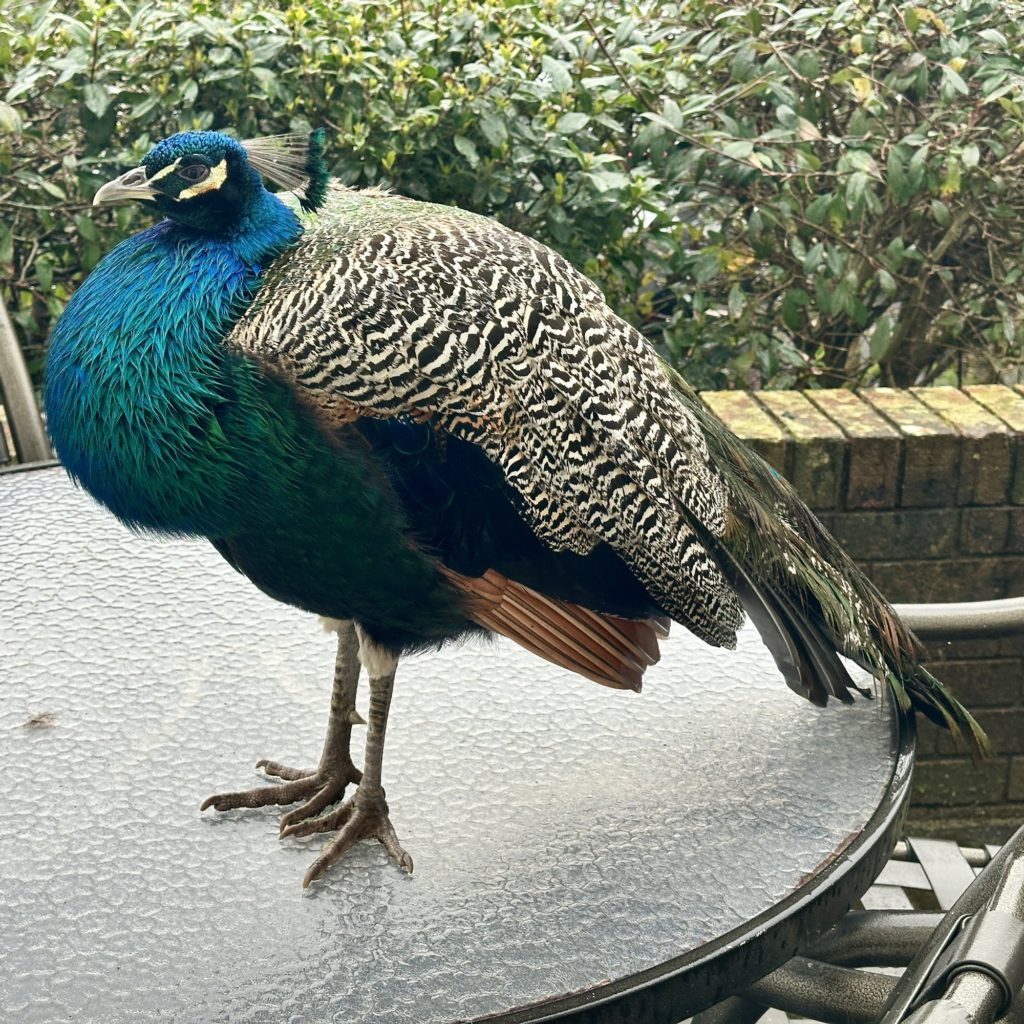 Peacock 