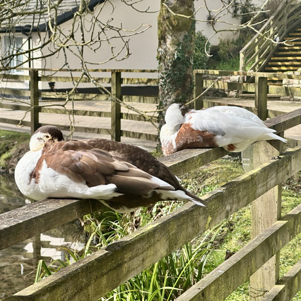 Two ducks on a fence