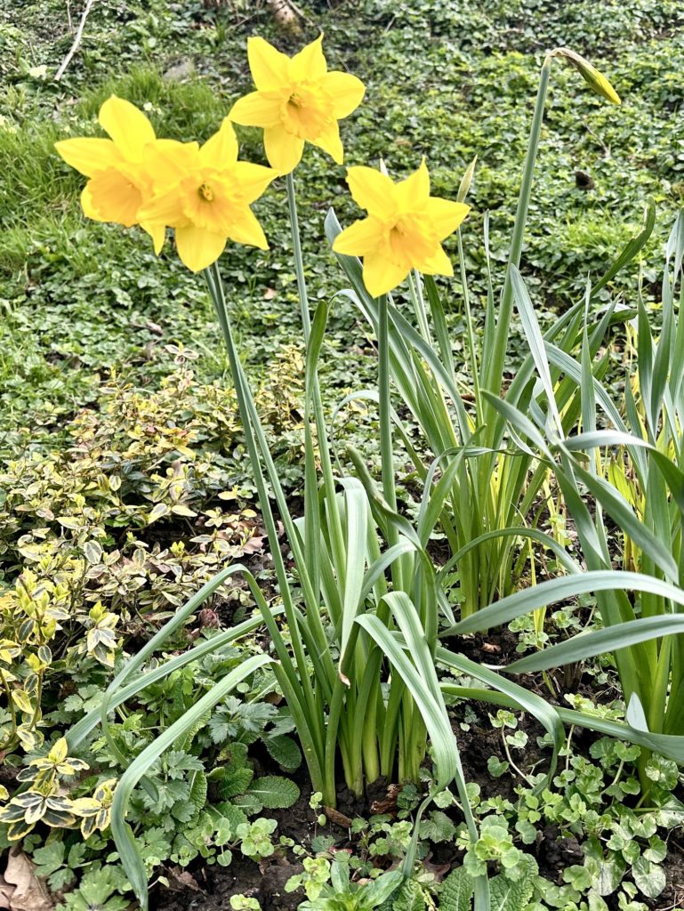 Daffodils 