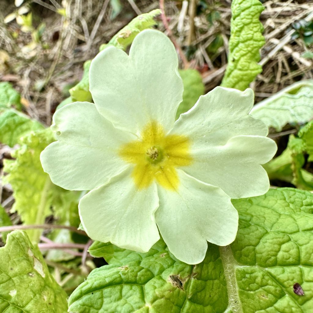 Primrose