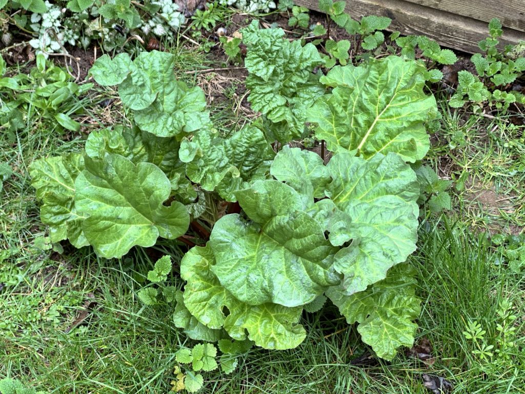 Rhubarb