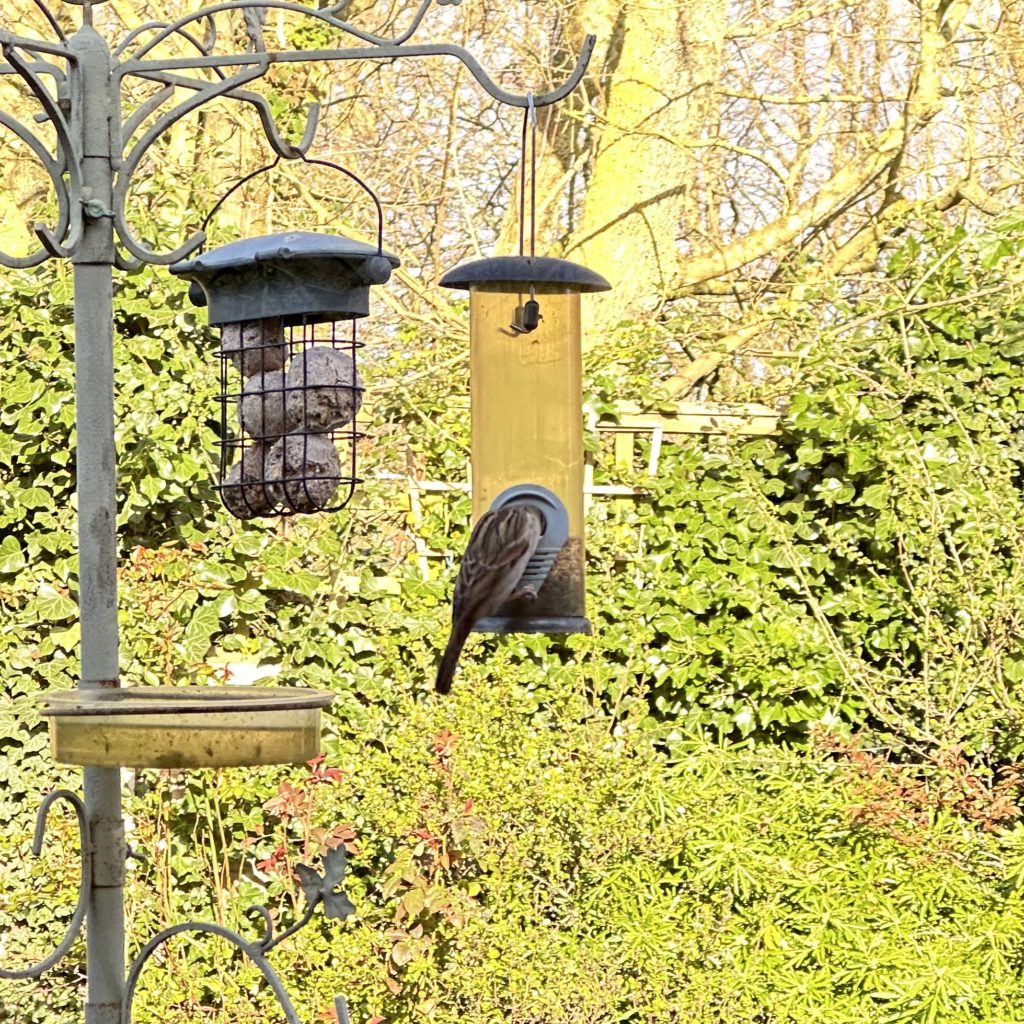 Sparrow at the bird feeder