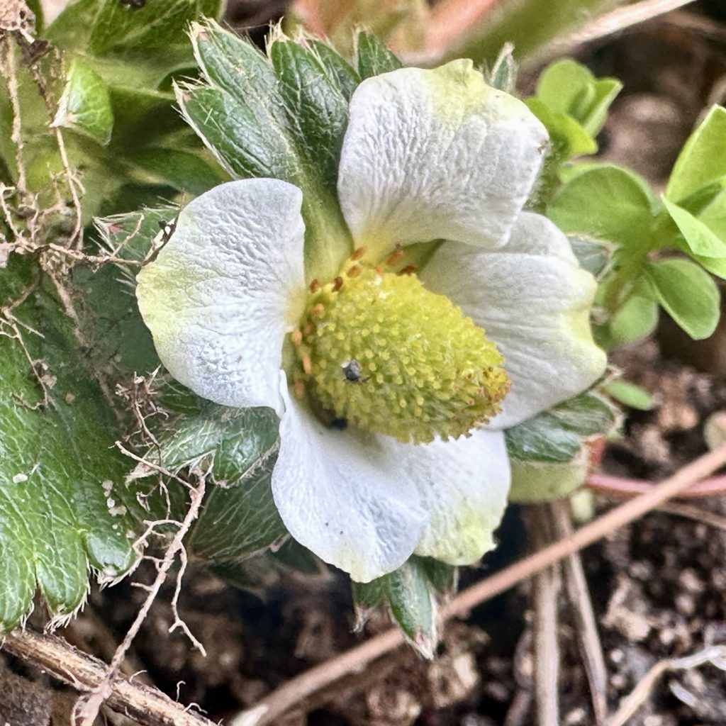 Strawberry flower 
