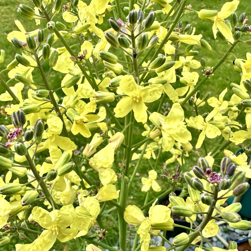 Yellow flowers​