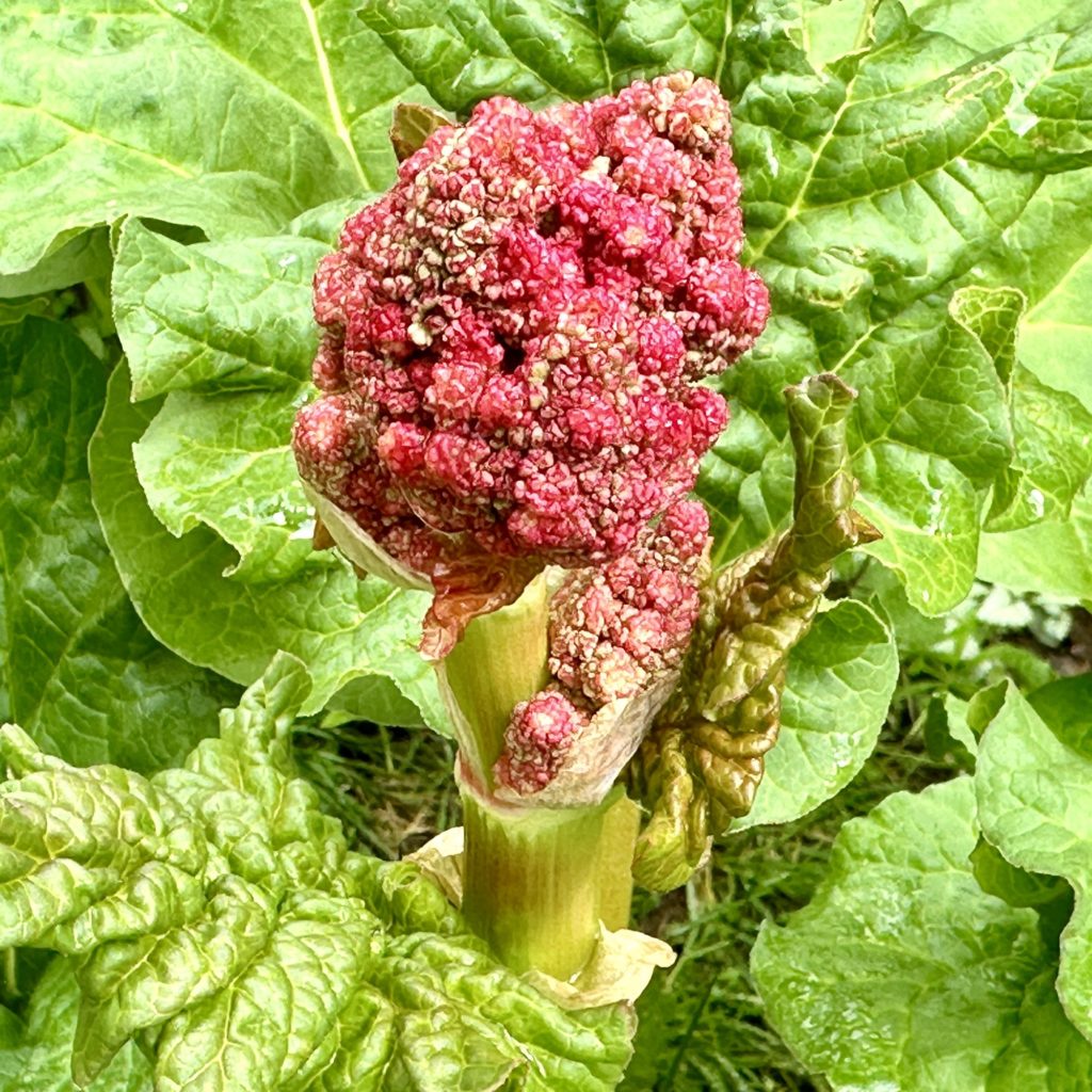 rhubarb flower