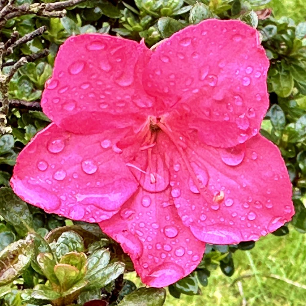 Pink flower