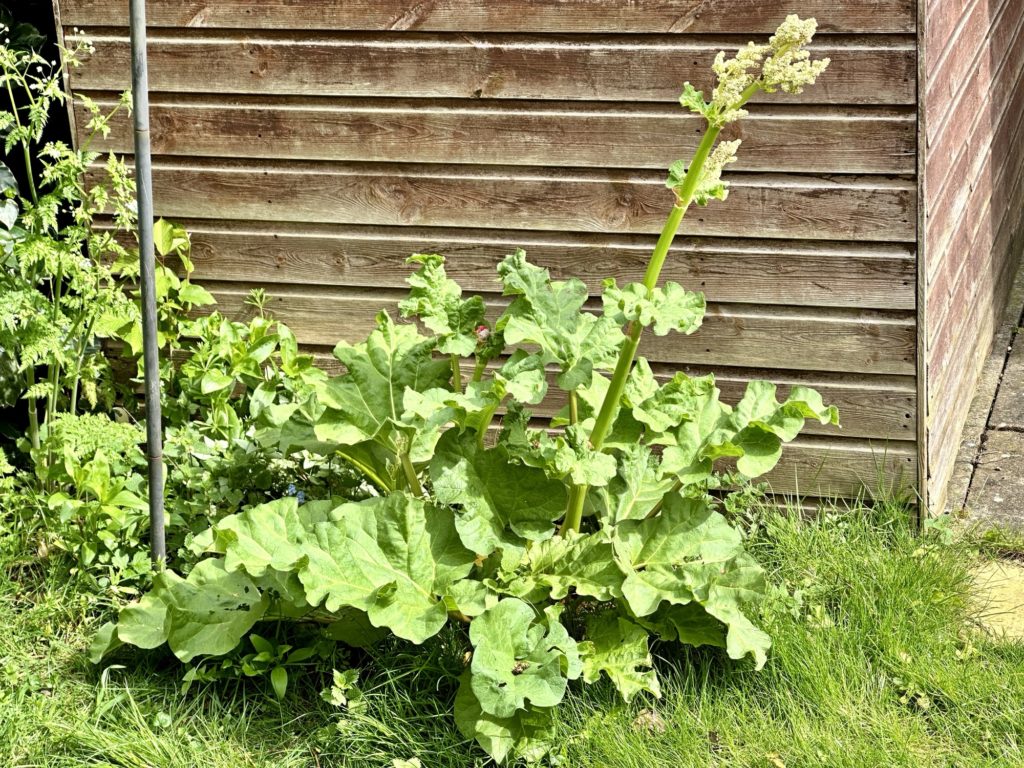 Rhubarb