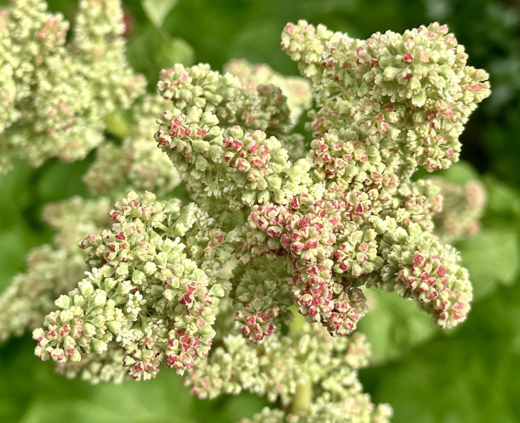 Rhubarb flowers​