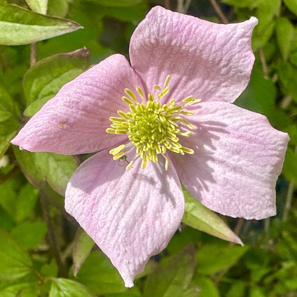 Pink flower​