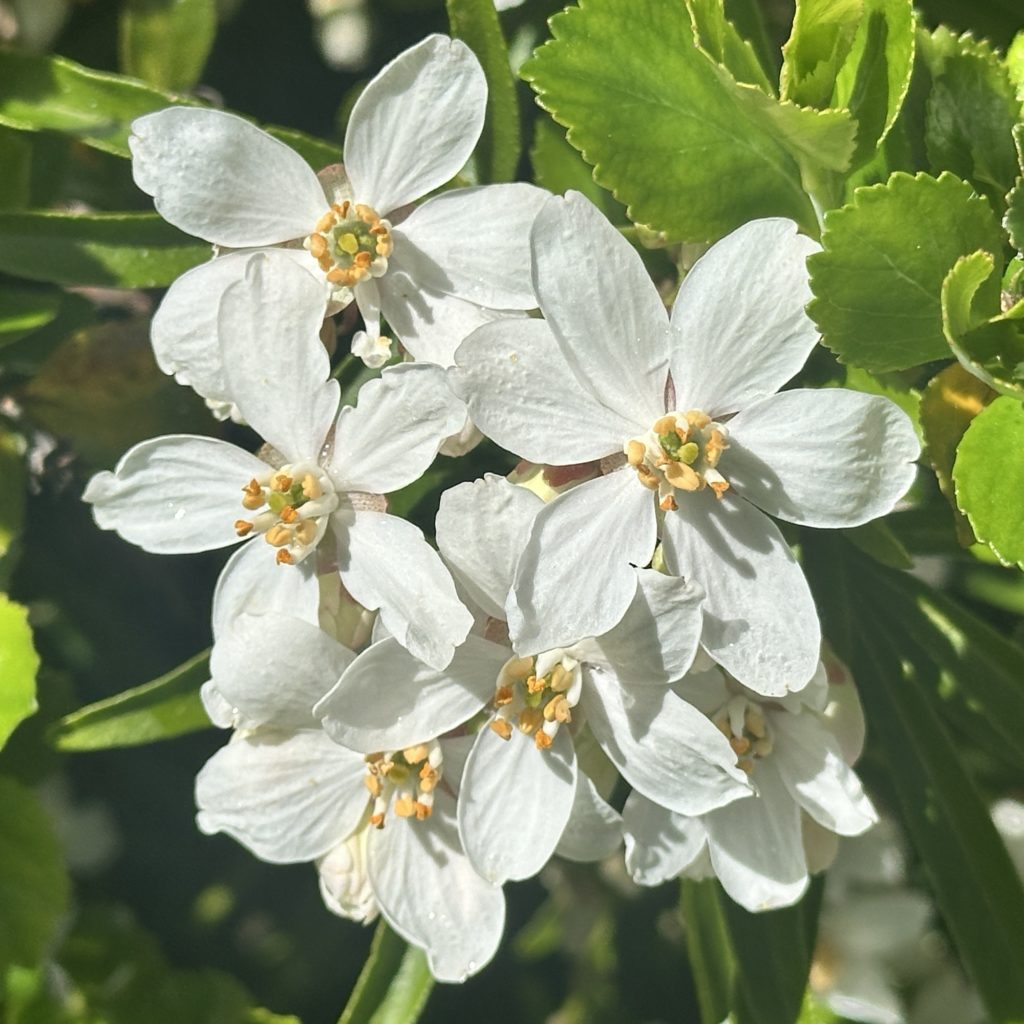 White blossom