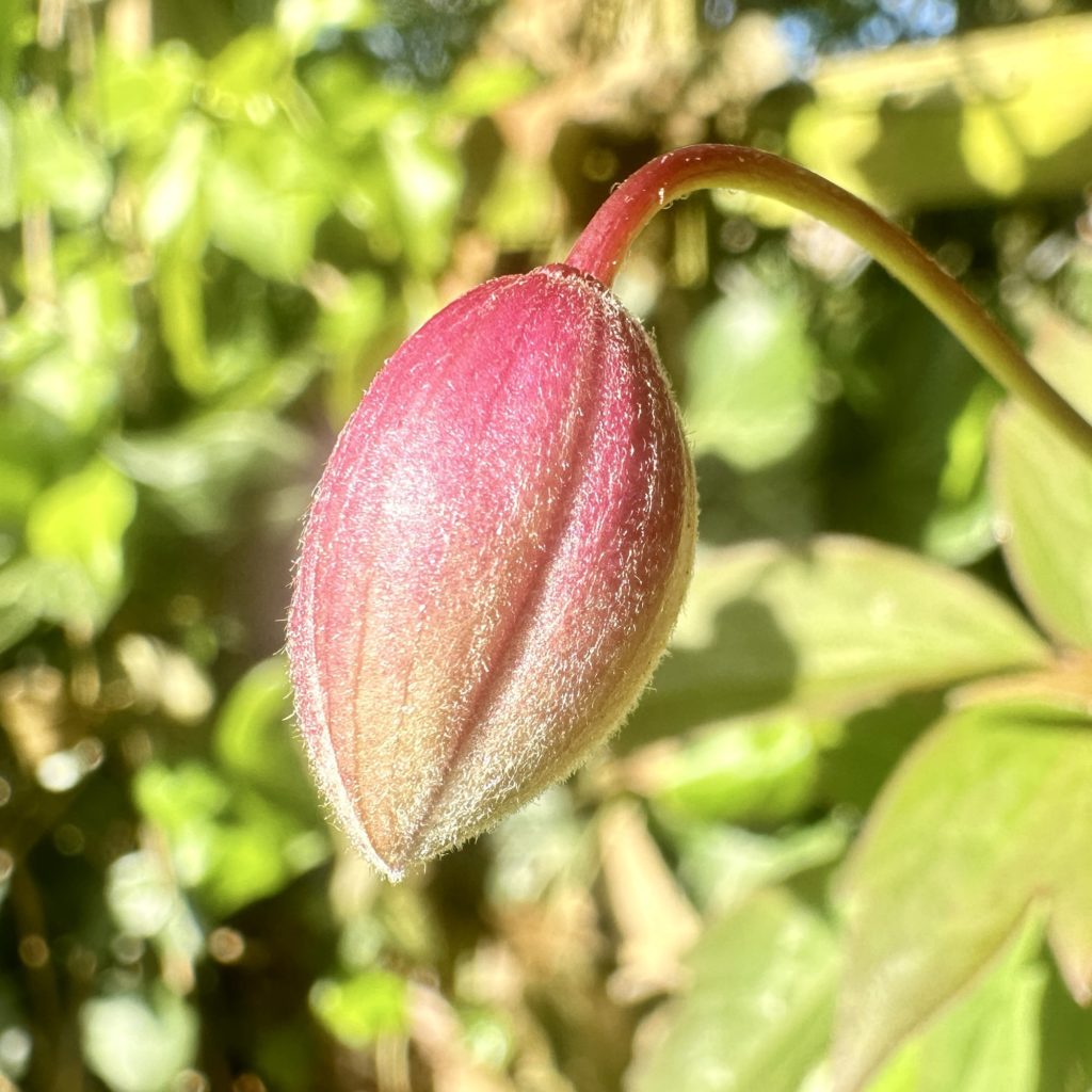 Bud