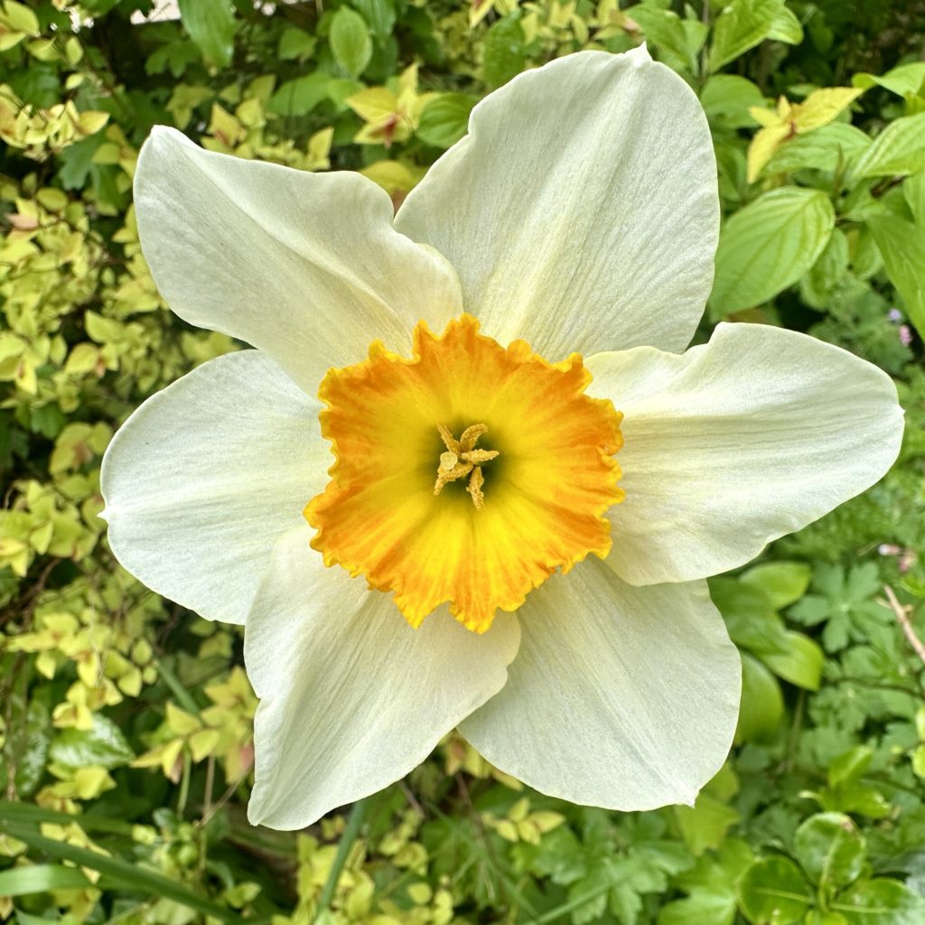 Daffodil 