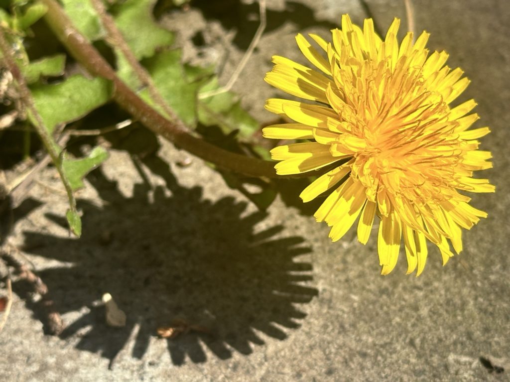 Dandelion