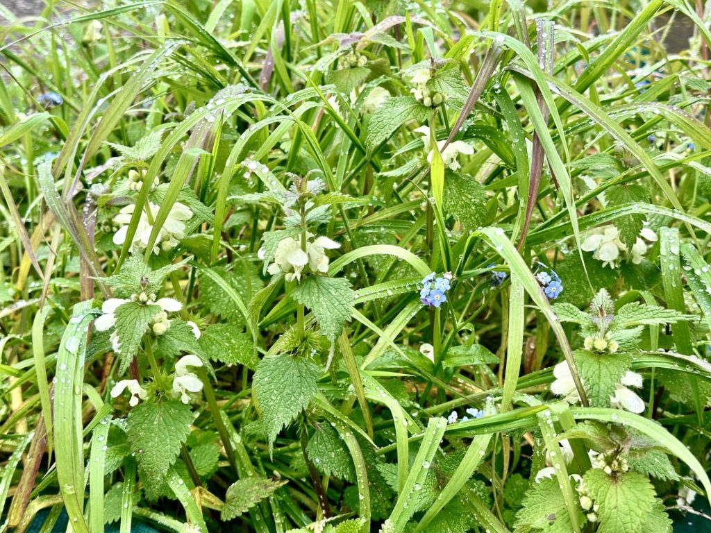 Plants in the garden 