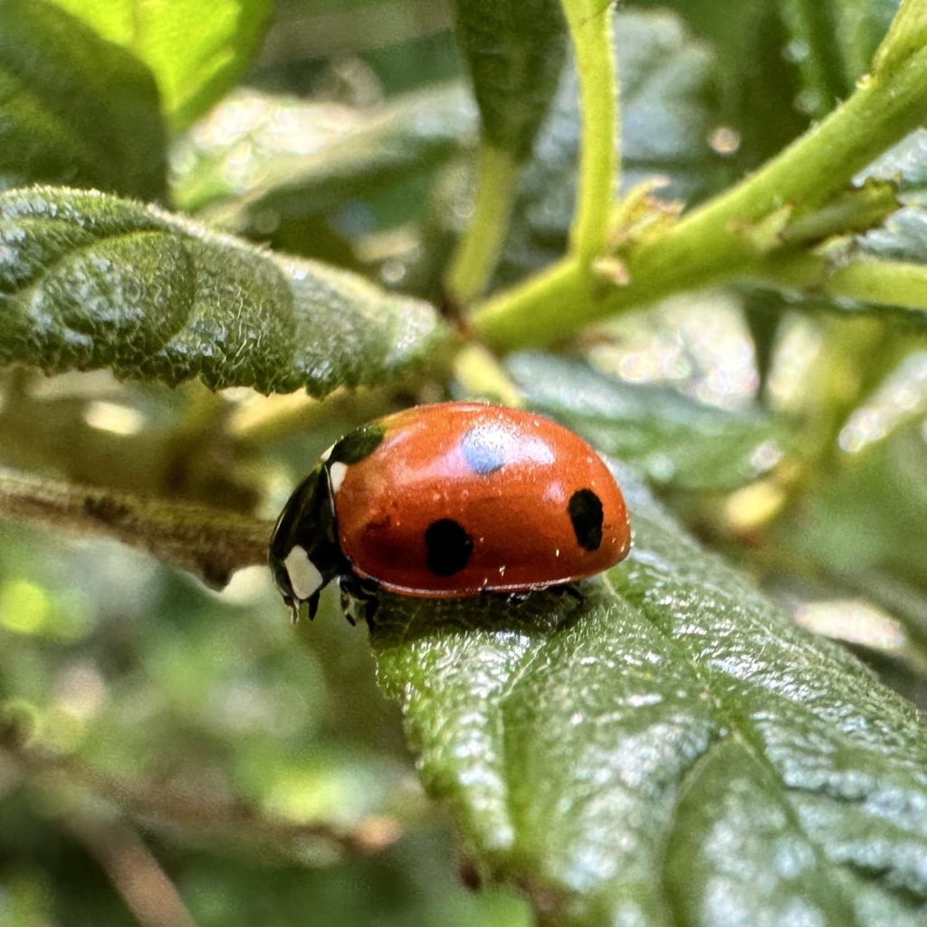 Ladybird