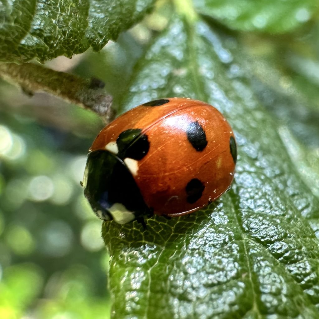 Ladybird