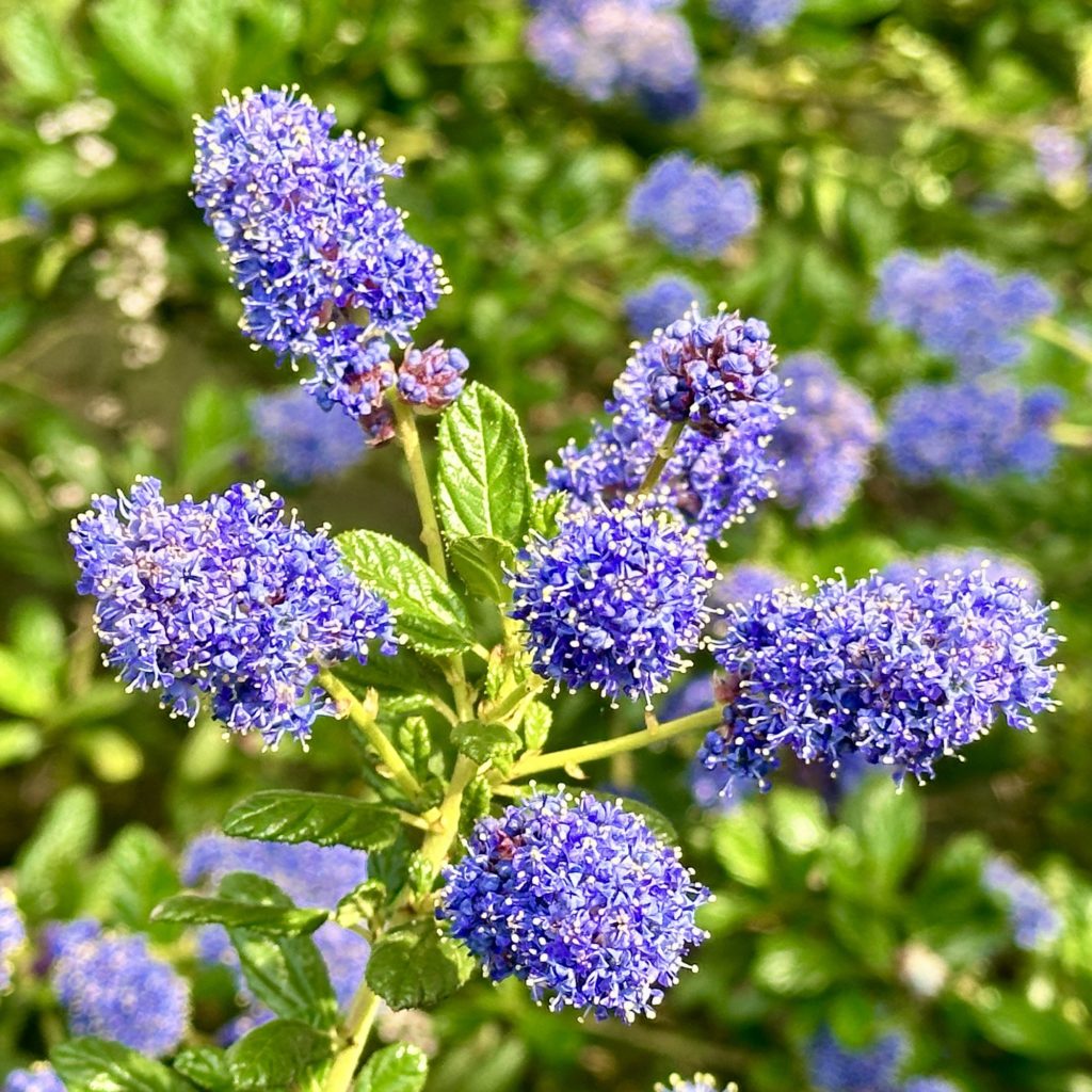 Blue flowers 