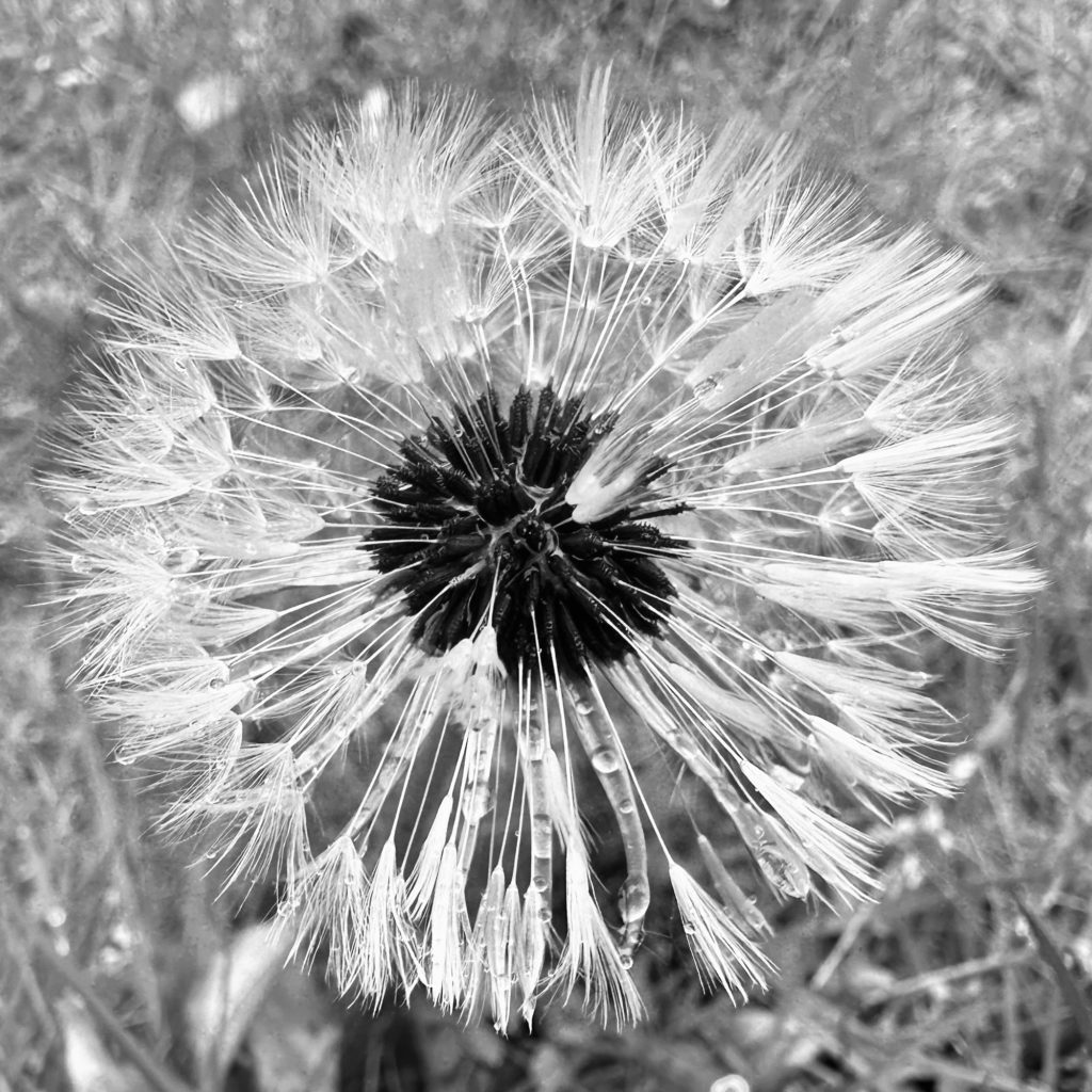 A wet dandelion​