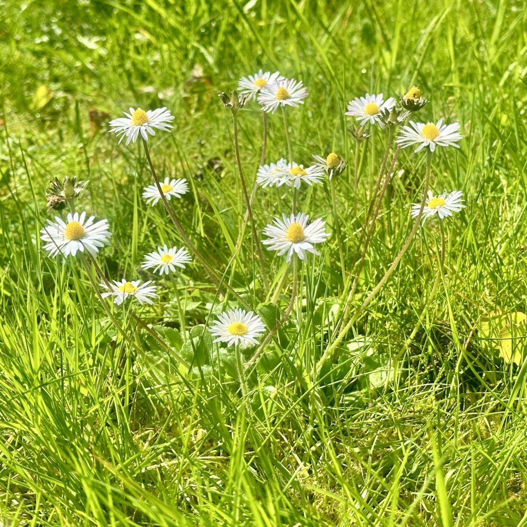 Daisies