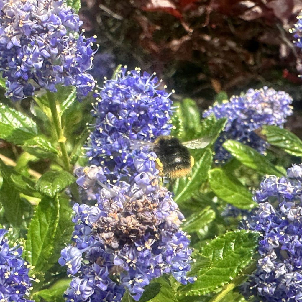 Bee in flight iPhone 14 Pro Max