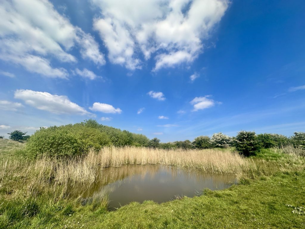 Theddlethorpe Dunes National Nature Reserve