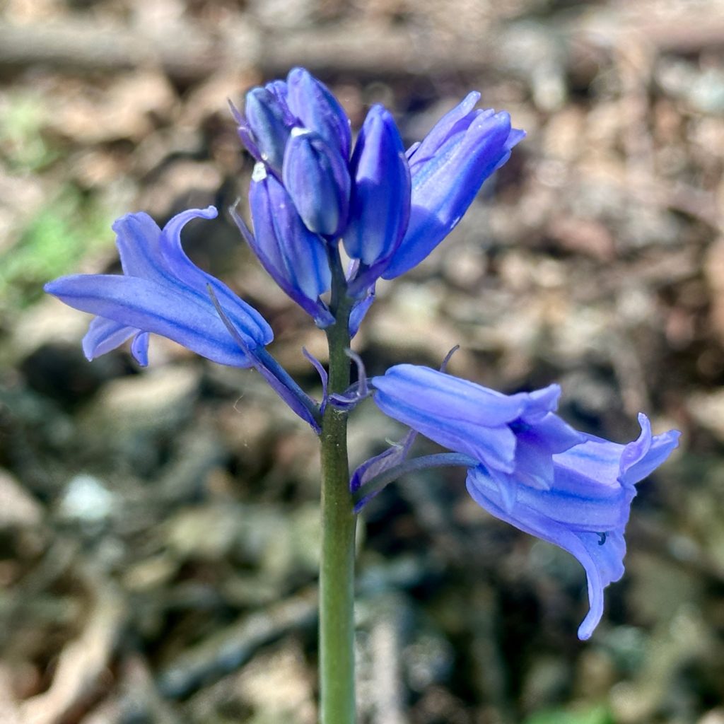 Bluebells