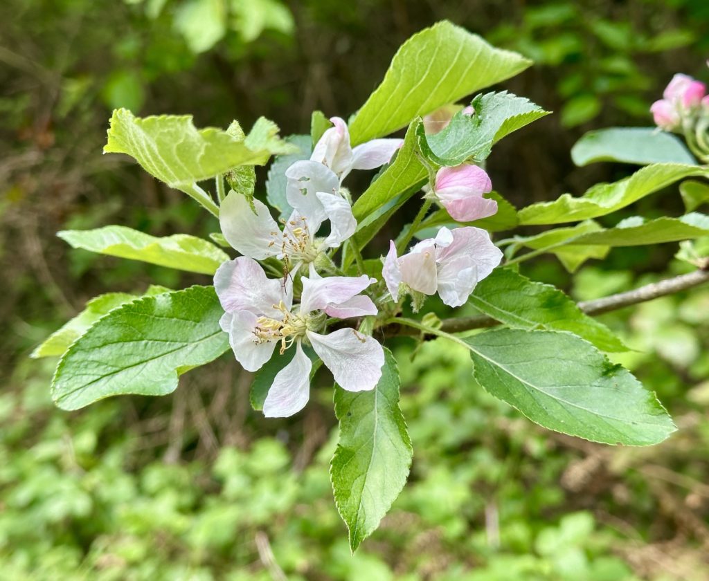 Blossom