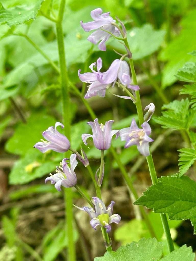 Bluebells