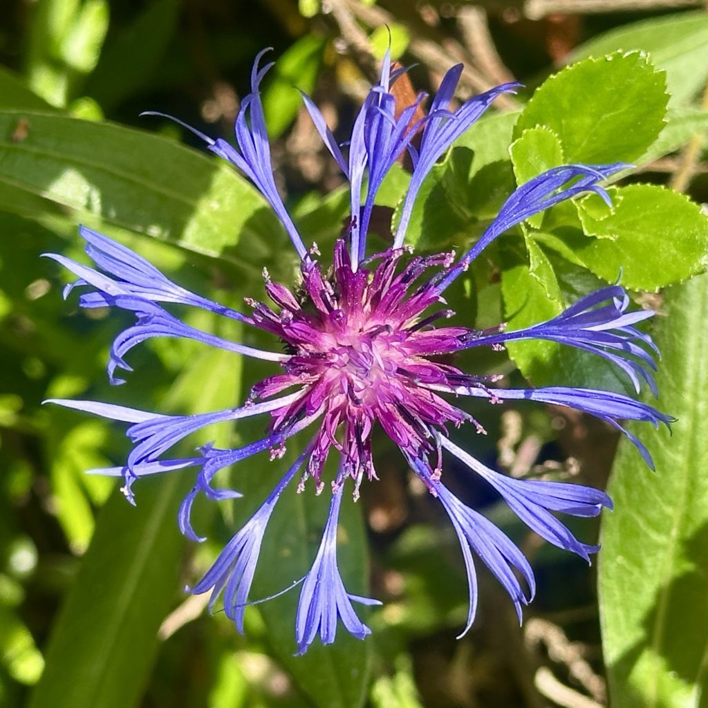 Purple flower