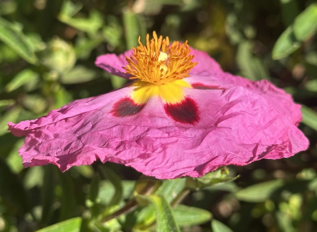 Pink and yellow flower
