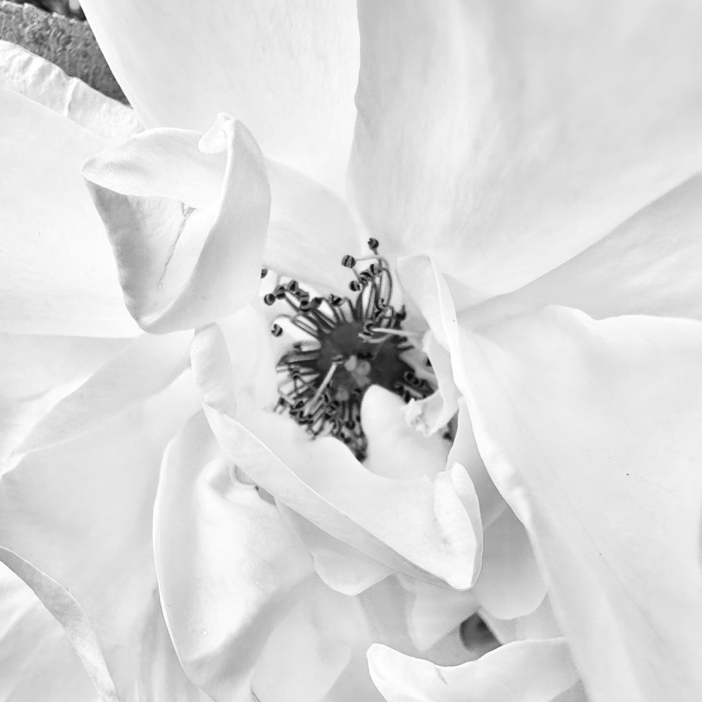 White rose close-up