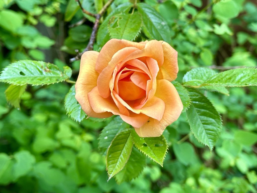 Orange rose