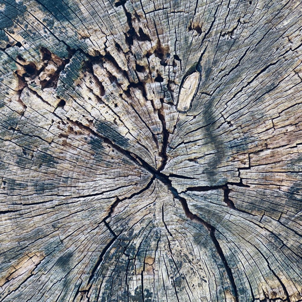 Tree rings